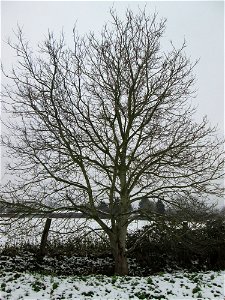 Walnuss (Juglans regia) bei Hockenheim photo