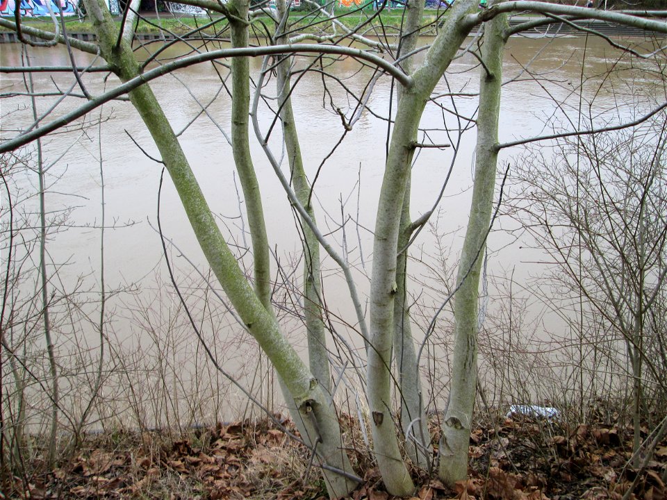 Junge Walnuss (Juglans regia) an der Saar in Saarbrücken