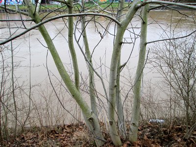 Junge Walnuss (Juglans regia) an der Saar in Saarbrücken