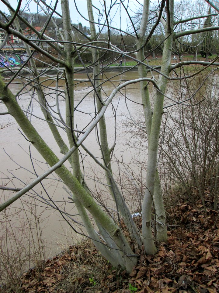 Junge Walnuss (Juglans regia) an der Saar in Saarbrücken