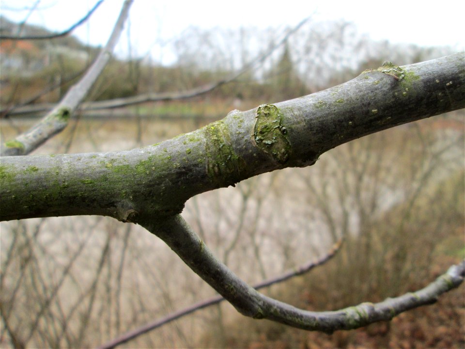 Junge Walnuss (Juglans regia) an der Saar in Saarbrücken