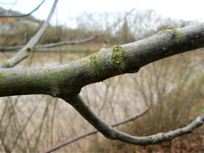 Junge Walnuss (Juglans regia) an der Saar in Saarbrücken
