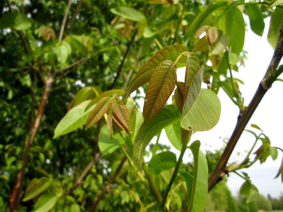 Austreibende Blattknospen einer wild angegangenen Walnuss (Juglans regia) im Naturschutzgebiet „Bachwiesen/Leopoldswiesen“ im Hockenheimer Rheinbogen