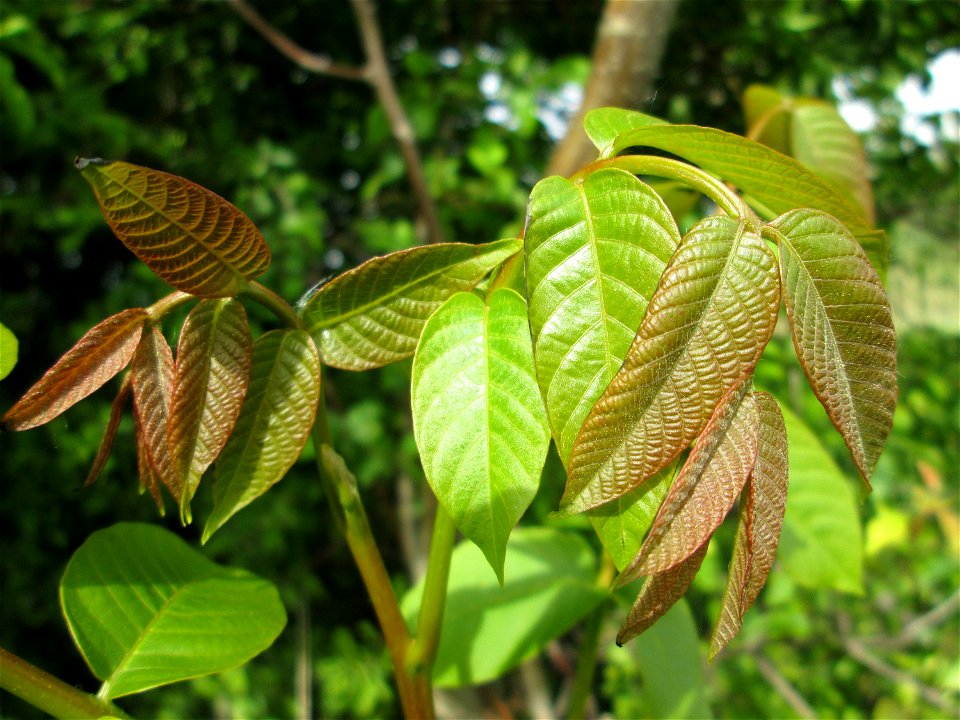 Austreibende Blattknospen einer wild angegangenen Walnuss (Juglans regia) im Naturschutzgebiet „Bachwiesen/Leopoldswiesen“ im Hockenheimer Rheinbogen