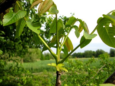 Austreibende Blattknospen einer wild angegangenen Walnuss (Juglans regia) im Naturschutzgebiet „Bachwiesen/Leopoldswiesen“ im Hockenheimer Rheinbogen