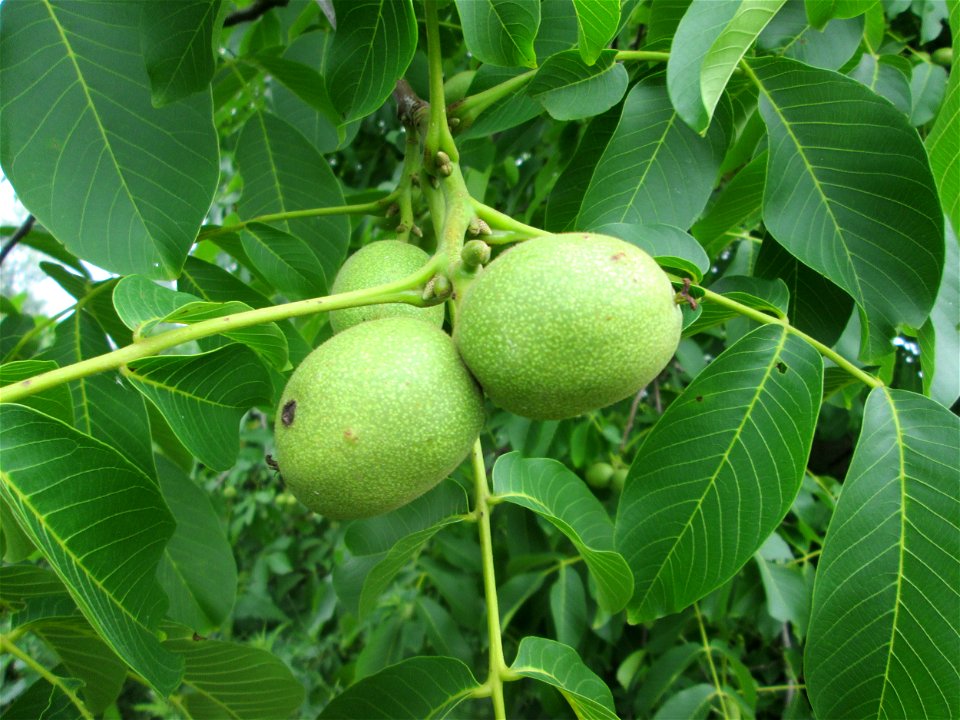 Früchte der Walnuss (Juglans regia) in Hockenheim