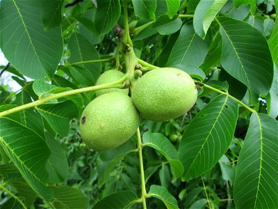 Früchte der Walnuss (Juglans regia) in Hockenheim photo