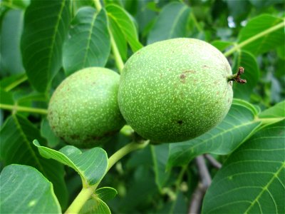 Früchte der Walnuss (Juglans regia) in Hockenheim photo