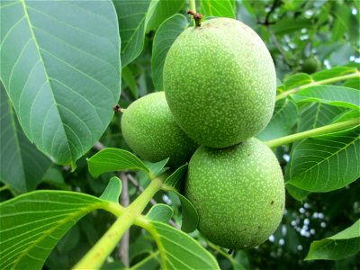 Früchte der Walnuss (Juglans regia) am Feldrand in Hockenheim photo