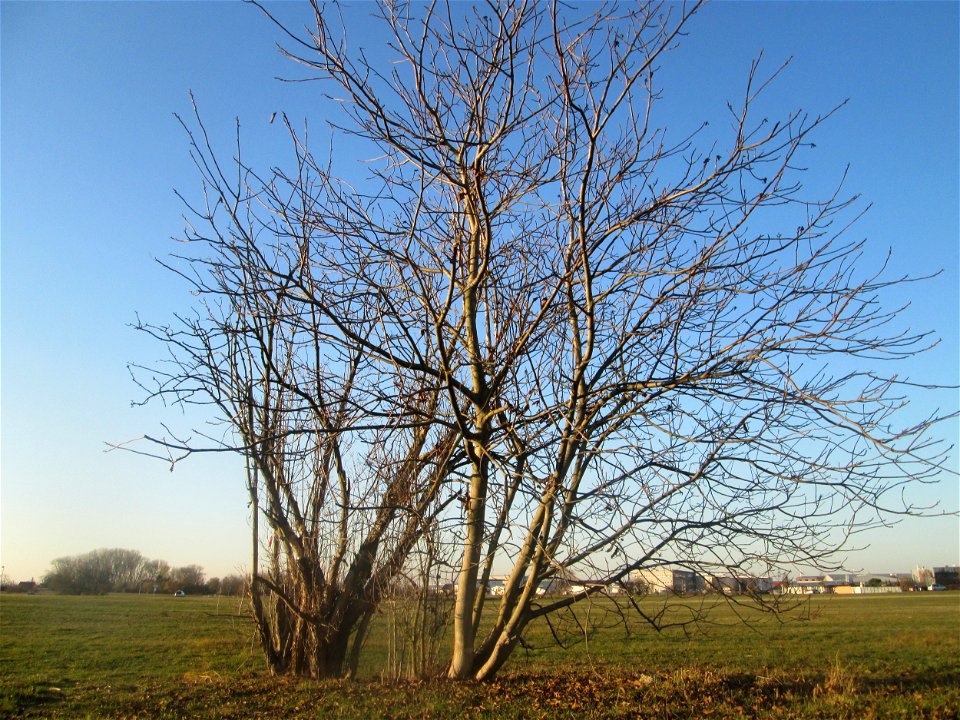 Walnuss (Juglans regia) in Hockenheim-Talhaus - an diesem Standort wahrscheinlich ausgewildert