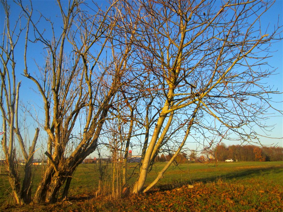 Walnuss (Juglans regia) in Hockenheim-Talhaus - an diesem Standort wahrscheinlich ausgewildert