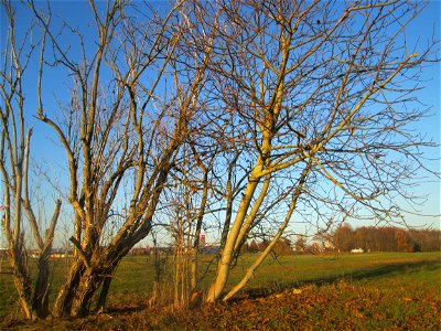 Walnuss (Juglans regia) in Hockenheim-Talhaus - an diesem Standort wahrscheinlich ausgewildert