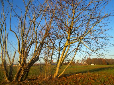 Walnuss (Juglans regia) in Hockenheim-Talhaus - an diesem Standort wahrscheinlich ausgewildert photo