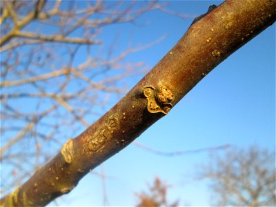 Walnuss (Juglans regia) in Hockenheim-Talhaus - an diesem Standort wahrscheinlich ausgewildert
