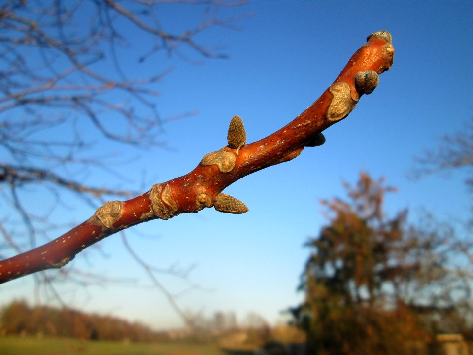 Walnuss (Juglans regia) in Hockenheim-Talhaus - an diesem Standort wahrscheinlich ausgewildert -auch ohne Laub und Früchte leicht an den Blattnarben und Winterknospen zu erkennen