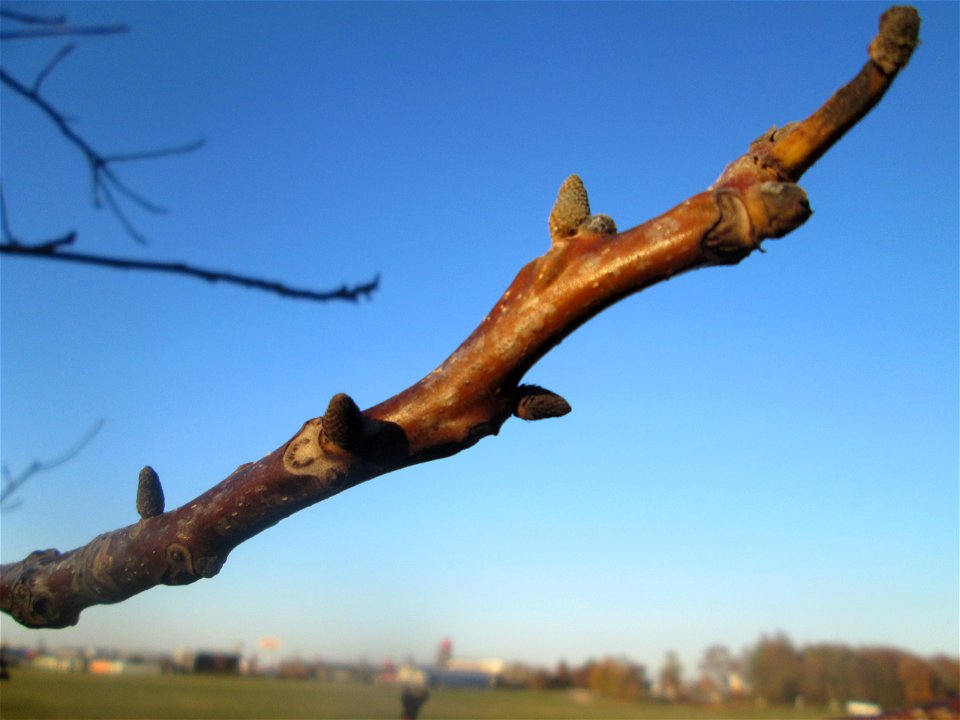 Walnuss (Juglans regia) in Hockenheim-Talhaus - an diesem Standort wahrscheinlich ausgewildert -auch ohne Laub und Früchte leicht an den Blattnarben und Winterknospen zu erkennen