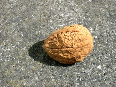 Image title: A walnut fruit unopened Image from Public domain images website, http://www.public-domain-image.com/full-image/flora-plants-public-domain-images-pictures/fruits-public-domain-images-pictu photo