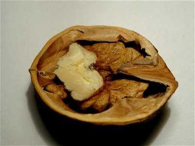 Image title: Fruit nut Image from Public domain images website, http://www.public-domain-image.com/full-image/flora-plants-public-domain-images-pictures/fruits-public-domain-images-pictures/walnuts-pi photo