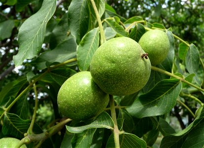 The Common walnut, Persian walnut, or English walnut. June. Ukraine.