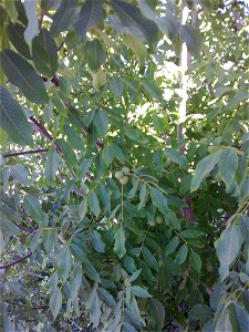 Juglans regia - foliage and fruits