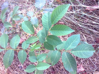 Juglans regia - very young tree photo