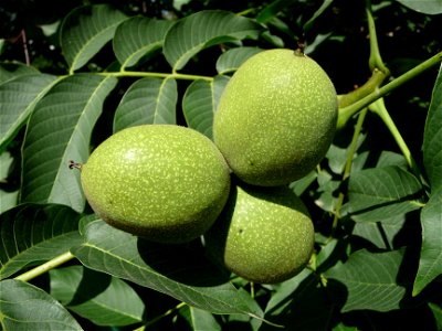 The Common walnut, Persian walnut, or English walnut (Juglans regia). Unripe nuts. July. Ukraine.