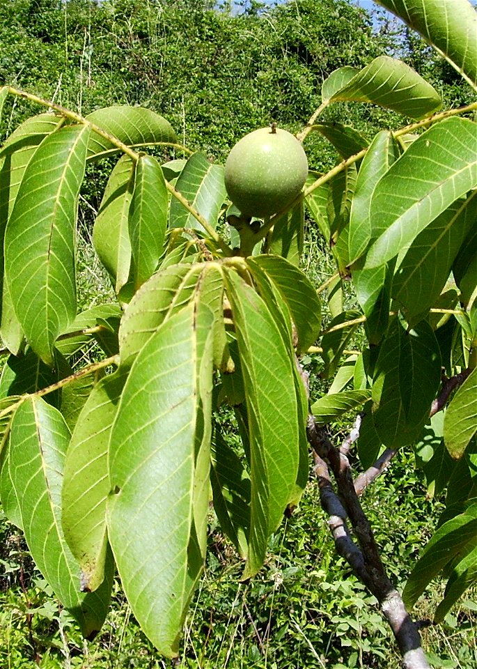 An spontaneous (Juglans regia) walnut, Castelltallat, Catalonia
