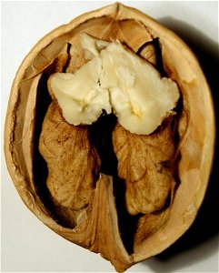 Image title: Nut fruit closup
Image from Public domain images website, http://www.public-domain-image.com/full-image/flora-plants-public-domain-images-pictures/fruits-public-domain-images-pictures/wal
