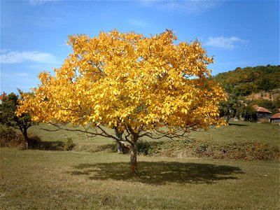 Persian Walnut tree, Desivojca, Kosovo