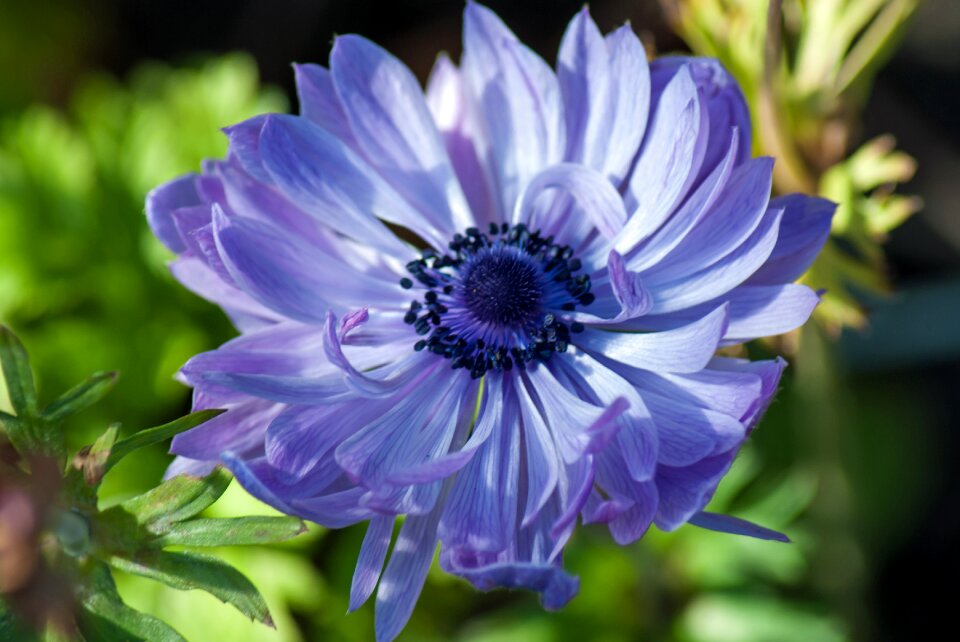 Nature flower garden bloom