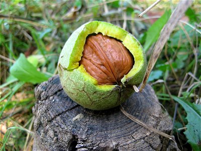 Walnut seed shell inside its green husk. Juglans regia. photo