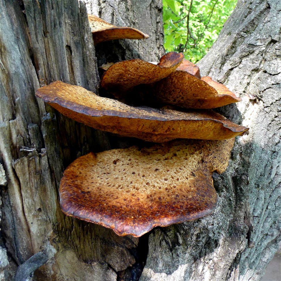Bracket fungi Dryad's saddle Polyporus squamosus on the Common walnut Juglans regia. Ukraine.