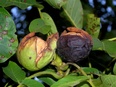 mature walnut photo