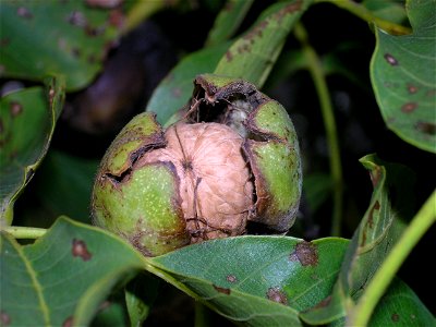 mature walnut fruit, about to fall from the tree photo