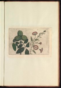 IdentificatieTitel(s): Walnoot (Juglans regia) en akkerwinde (Convolvulus arvensis)Objecttype: prent Serienummer: 6-7/60Objectnummer: RP-T-BR-2017-1-12-71Omschrijving: Walnoot en akkerwinde. Figs. 6 e
