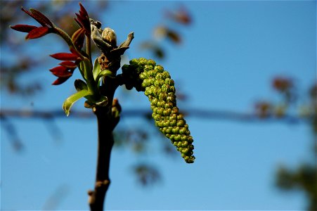 Walnuss männliche Blüte