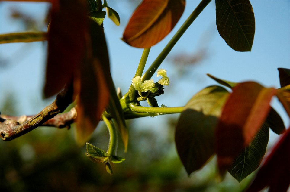 weibliche Walnussblüte