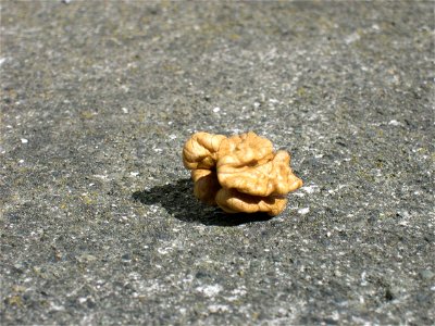 Image title: Walnut fruit ready to eat
Image from Public domain images website, http://www.public-domain-image.com/full-image/flora-plants-public-domain-images-pictures/fruits-public-domain-images-pic