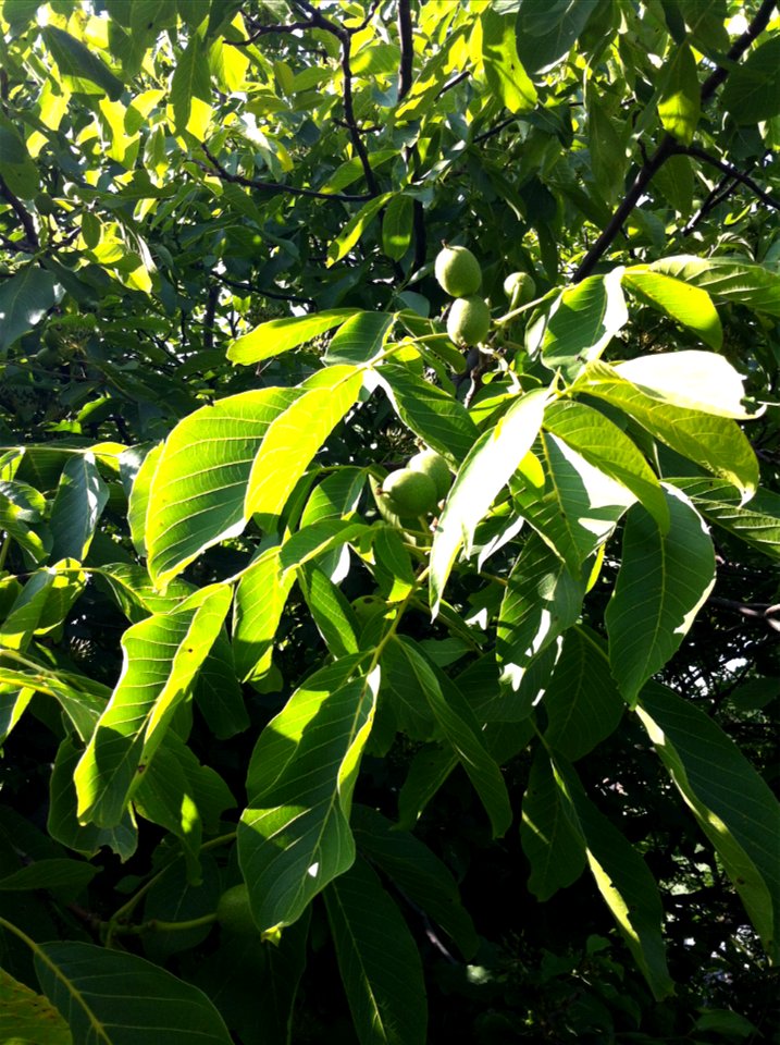 Walnut tree, Καρυδιά, Грецкий орех, Graz, Österreich