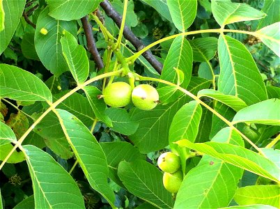 Walnut tree, Καρυδιά, Грецкий орех, Graz, Österreich