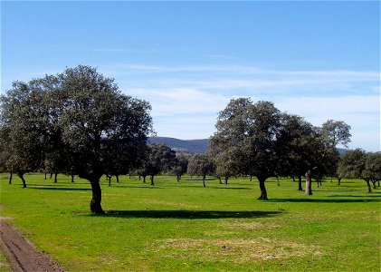 Dehesa extremeña Dehesa Vieja (Saucedilla, provincia de Cáceres)