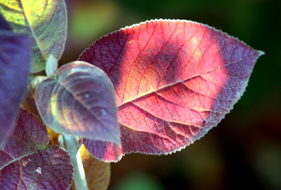 Against day nature colorful