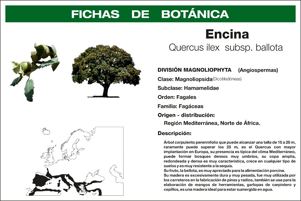 Ficha de botánica. Clasificación, origen, ilustraciones y mapa de distribución.