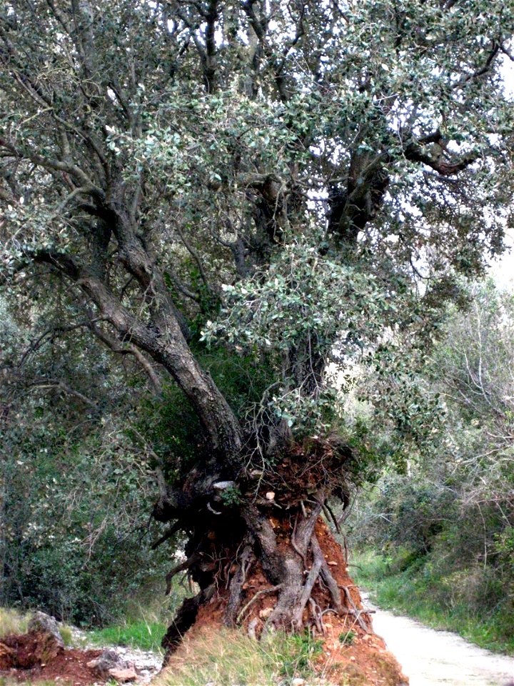 Erosion; Quercus ilex; Alfara de Carles, Tarragona, Catalonia, Spain