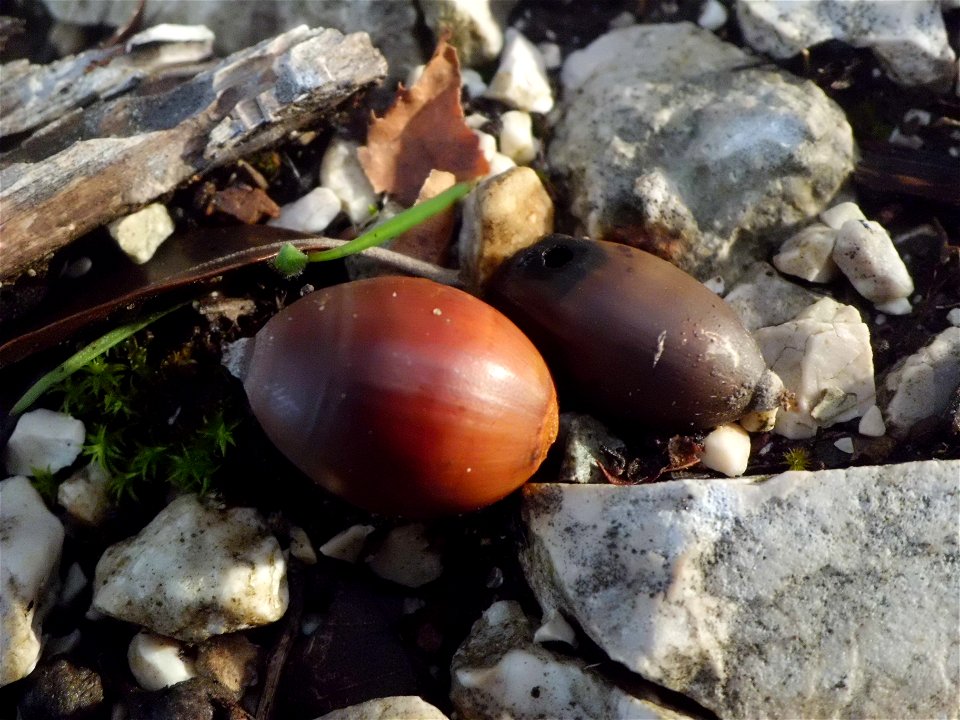 I frutti del leccio sono belli, lucidi e caratteristici. La loro lunghezza è di 10 mm per cui è stata necessaria, per riprenderli, la funzione super macro della fotocamera. Per alcuni versi sono simil
