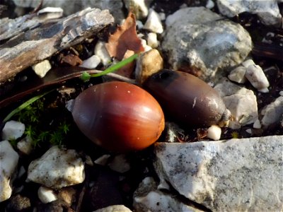 I frutti del leccio sono belli, lucidi e caratteristici. La loro lunghezza è di 10 mm per cui è stata necessaria, per riprenderli, la funzione super macro della fotocamera. Per alcuni versi sono simil