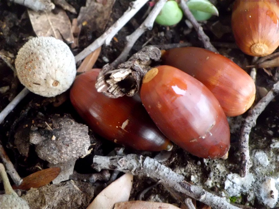 Il frutto del leccio è particolare, lucido, coriaceo. Il colore è ligneo. La lunghezza è di 10 mm per cui è stata necessaria, per riprenderlo, la funzione super macro della fotocamera. Per alcuni vers