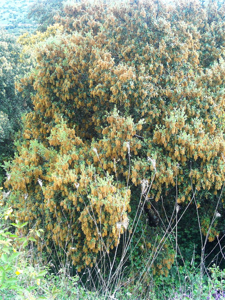 Quercus ilex subsp. ballota inflorescences — Dehesa Boyal de Puertollano park, Spain.