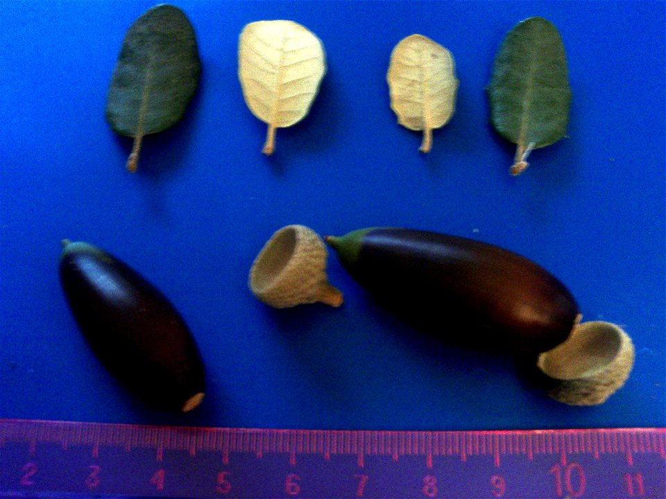 Quercus ilex subp. ballota var. 2 acorns and leaves — Dehesa Boyal de Puertollano, Spain