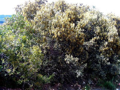 Quercus ilex subsp. ballota habit, Dehesa Boyal de Puertollano, Spain